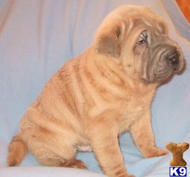 Chinese Shar-Pei Puppies for Sale